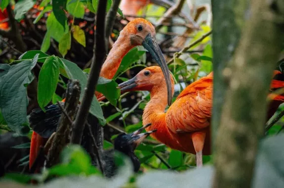 Заповедник Cebu Safari