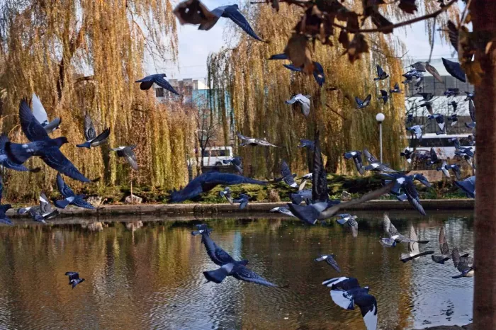 Городской сад, парк культуры и отдыха