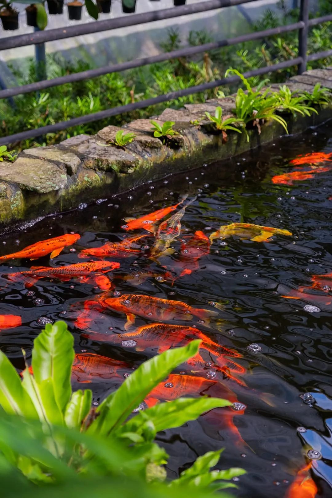 Заповедник Cebu Safari