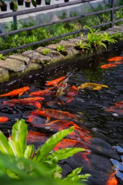 Заповедник Cebu Safari