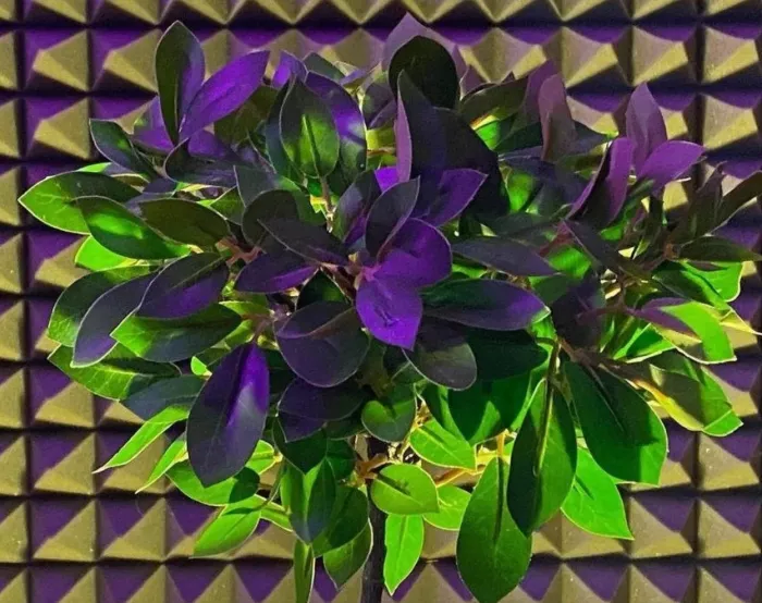 Студия звукозаписи Камчатка