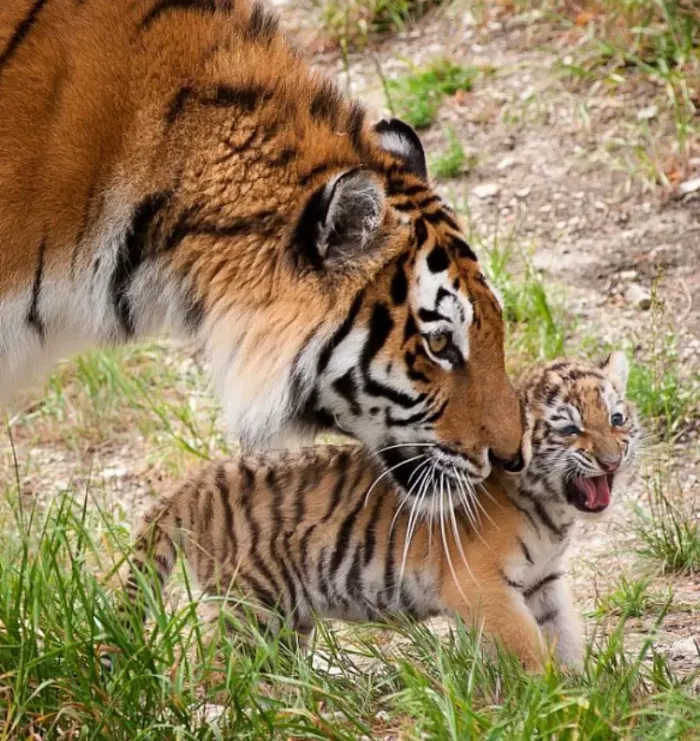 Сафари-парк 