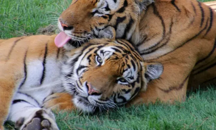 Сафари-парк 