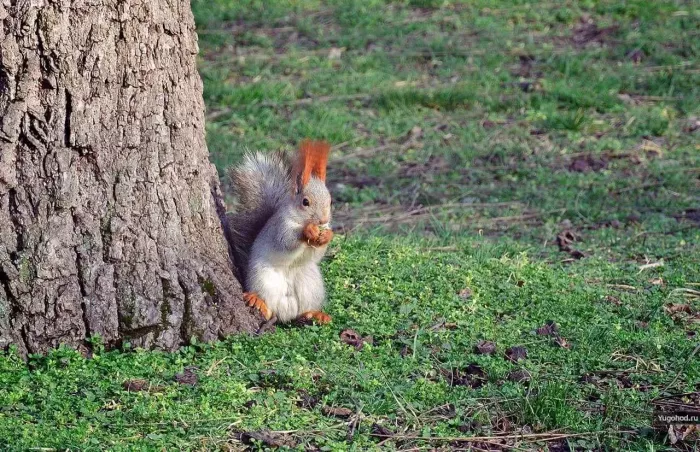 Чистяковская Роща