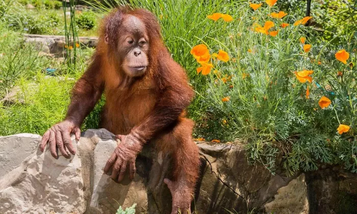 Сафари-парк 