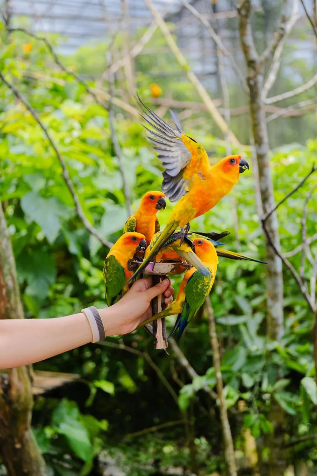 Заповедник Cebu Safari