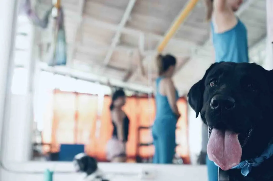 Центр Оздоровления AYO AYO Wellness