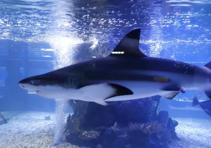 Океанариум "Риф"