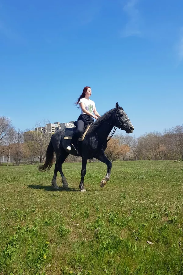 Кони Сукко в Анапе: Кони,