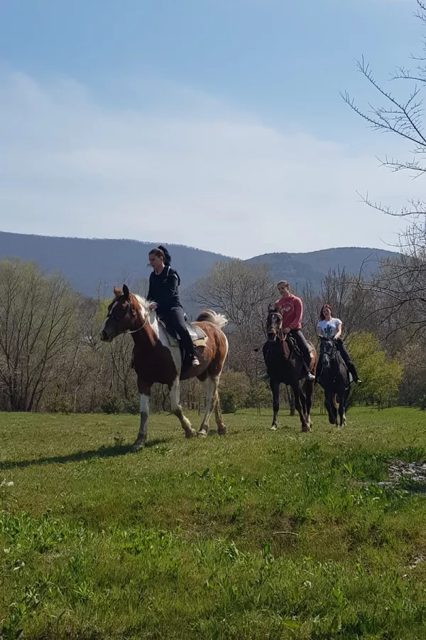 Кони Сукко в Анапе: Кони,