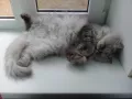 Миниатюра 7