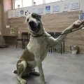 Миниатюра 6