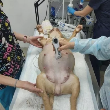 Центр здоровья животных "VetClub"