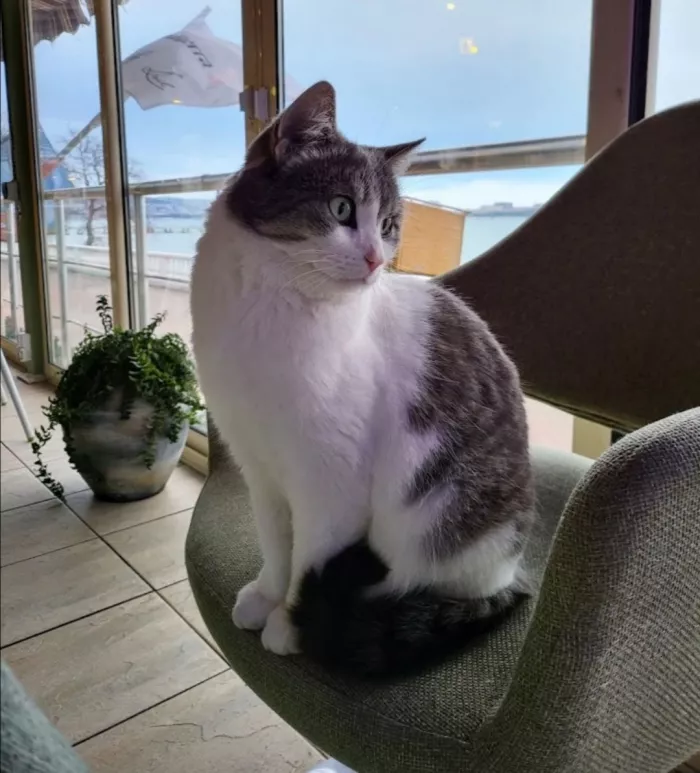 Ресторан "The Mediterra Green"