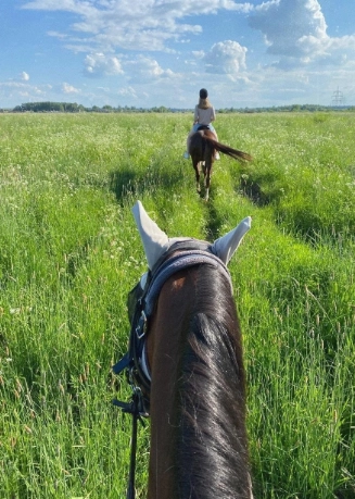 конный клуб Western Horse в Санкт-Петербурге: прогулки, конные , лошади, природа,