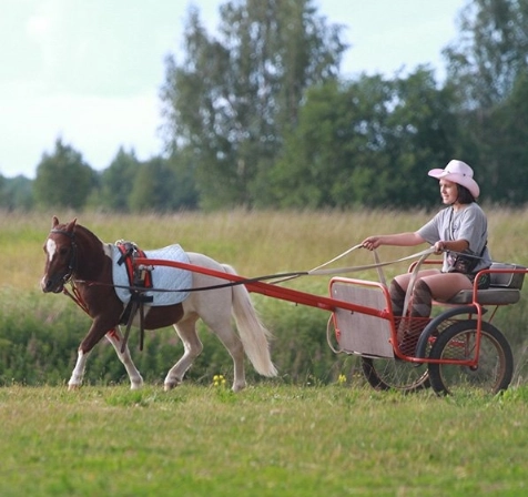 конный клуб Western Horse в Санкт-Петербурге: прогулки, конные , лошади, природа,