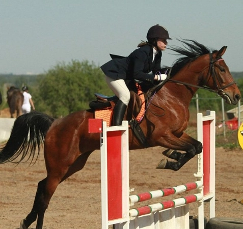конный клуб Western Horse в Санкт-Петербурге: прогулки, конные , лошади, природа,