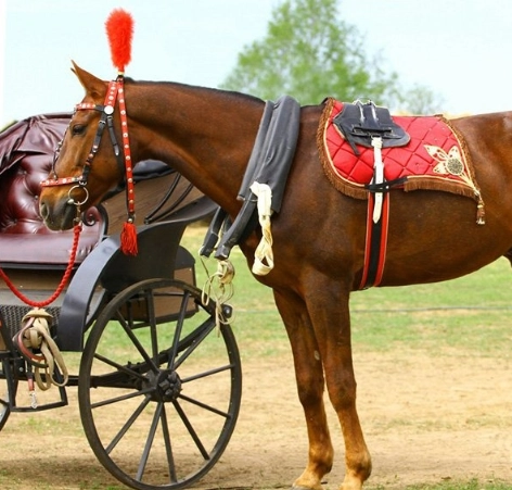 конный клуб Western Horse в Санкт-Петербурге: прогулки, конные , лошади, природа,