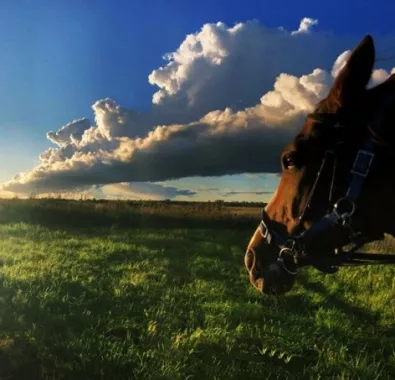 конный клуб "Western Horse"