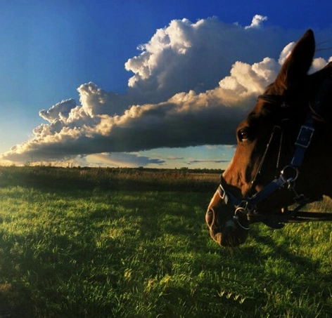 конный клуб Western Horse в Санкт-Петербурге: прогулки, конные , лошади, природа,