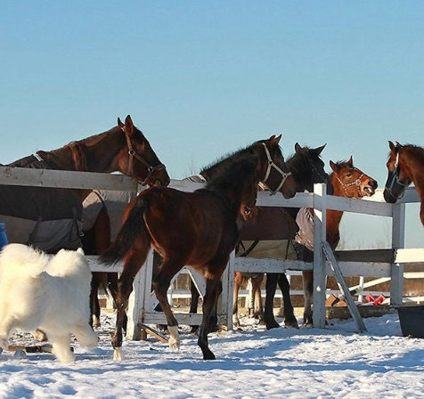 конный клуб Western Horse в Санкт-Петербурге: прогулки, конные , лошади, природа,