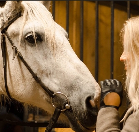 конный клуб Western Horse в Санкт-Петербурге: прогулки, конные , лошади, природа,
