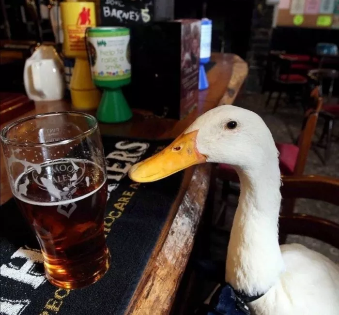 Бар "Green Goose Pub"