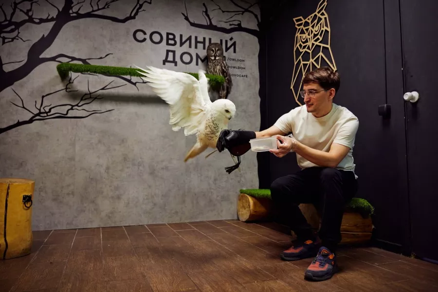Антикафе с совами Совиный Дом в Москве: Сова, Филин, Сипуха, Совиный Дом, Антикафе с Совами,