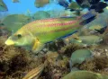 Миниатюра 3
