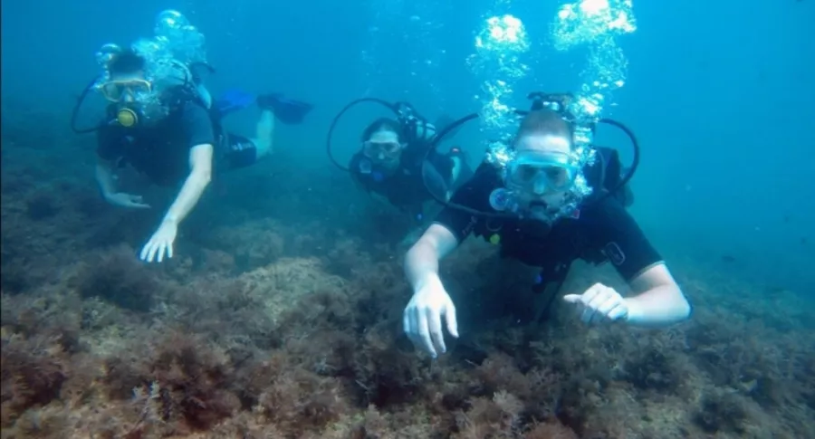 Дайвинг-клуб Reef Dive Club в Геленджике: Подводные Работы, На Море, Дайвинг,