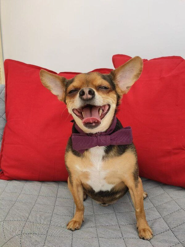 Груминг-студия Barboss в Геленджике: Салон, Груминг, Животные,