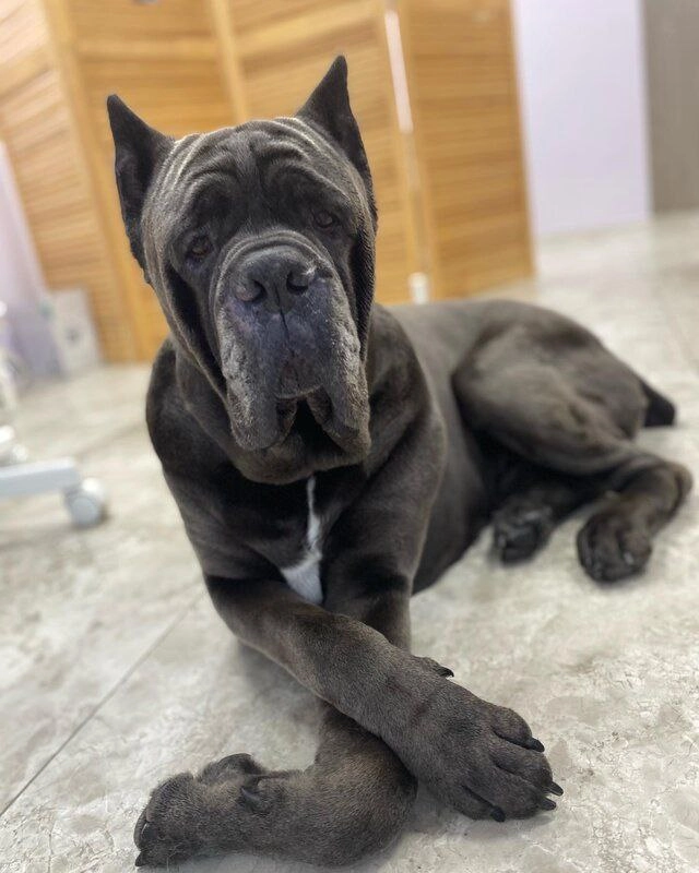 Груминг-студия Barboss в Геленджике: Салон, Груминг, Животные,