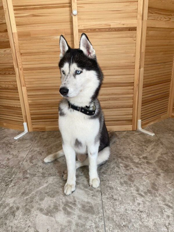 Груминг-студия Barboss в Геленджике: Салон, Груминг, Животные,