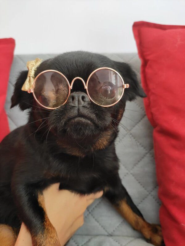 Груминг-студия Barboss в Геленджике: Салон, Груминг, Животные,