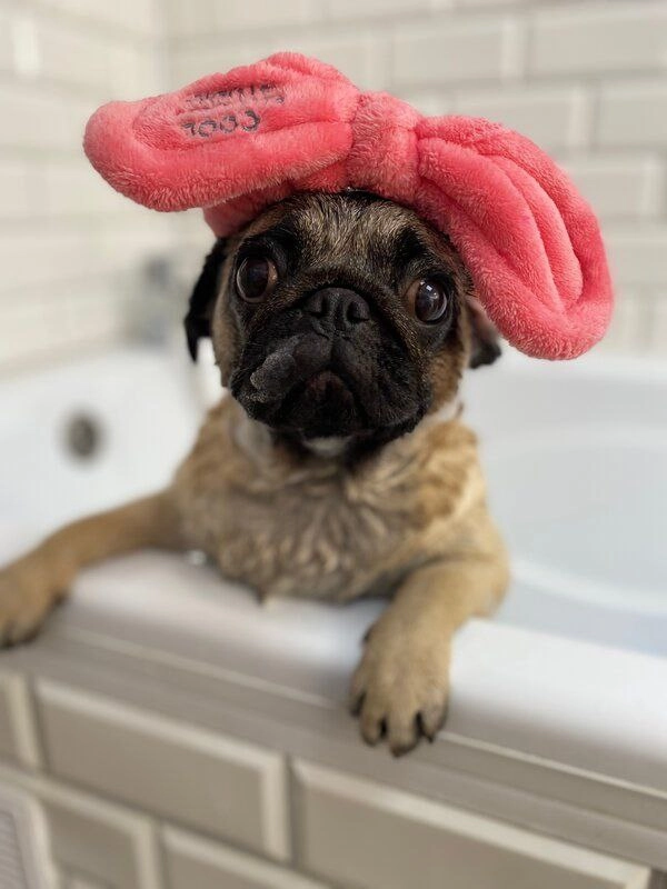 Груминг-студия Barboss в Геленджике: Салон, Груминг, Животные,