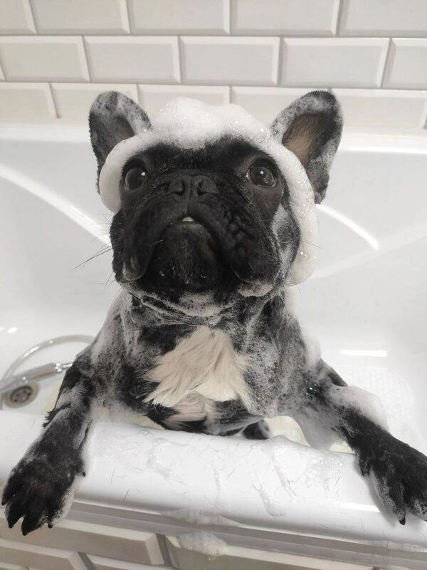 Груминг-студия Barboss в Геленджике: Салон, Груминг, Животные,