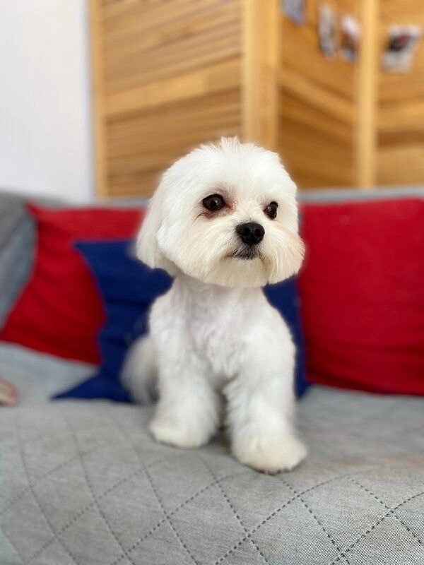 Груминг-студия Barboss в Геленджике: Салон, Груминг, Животные,