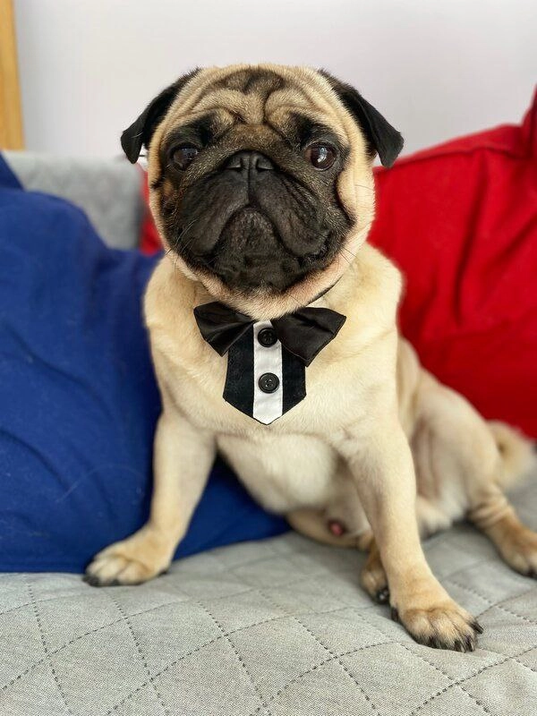 Груминг-студия Barboss в Геленджике: Салон, Груминг, Животные,