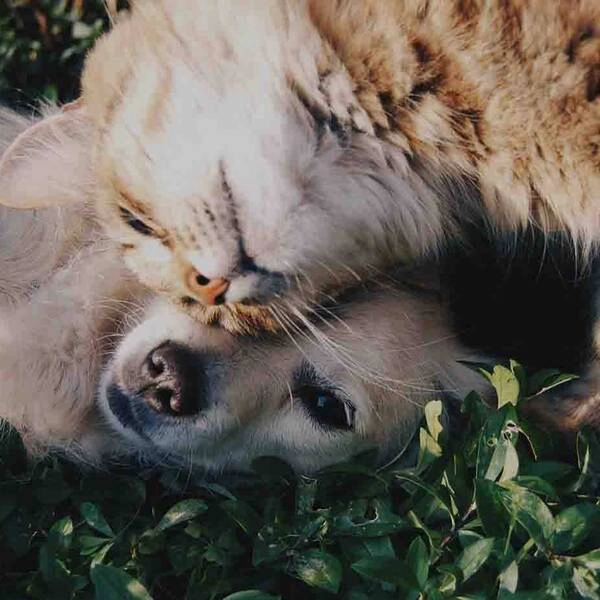  Ветеринарная клиника "Друг"