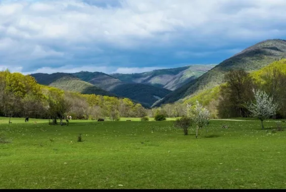Жокей Конные Прогулки