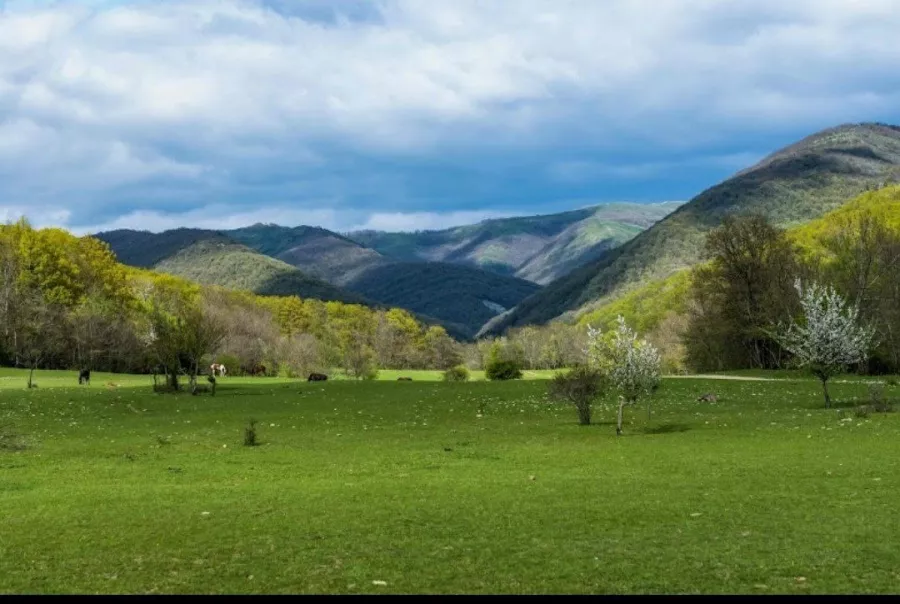 Жокей Конные Прогулки в Геленджике: Прогулка, Кони, Животные,