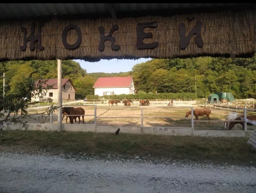Жокей Конные Прогулки в Геленджике: Прогулка, Кони, Животные,