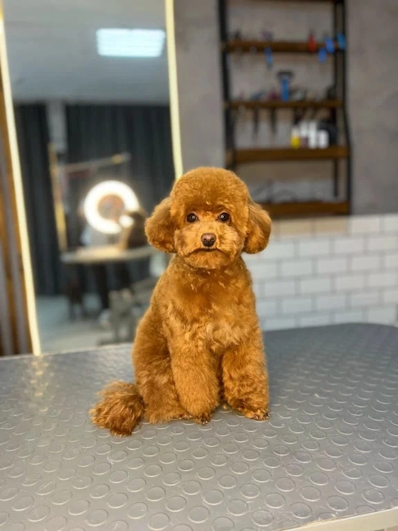Зоосалон The Pet Loft в Ростове-на-Дону: Зоосалон, Животные,