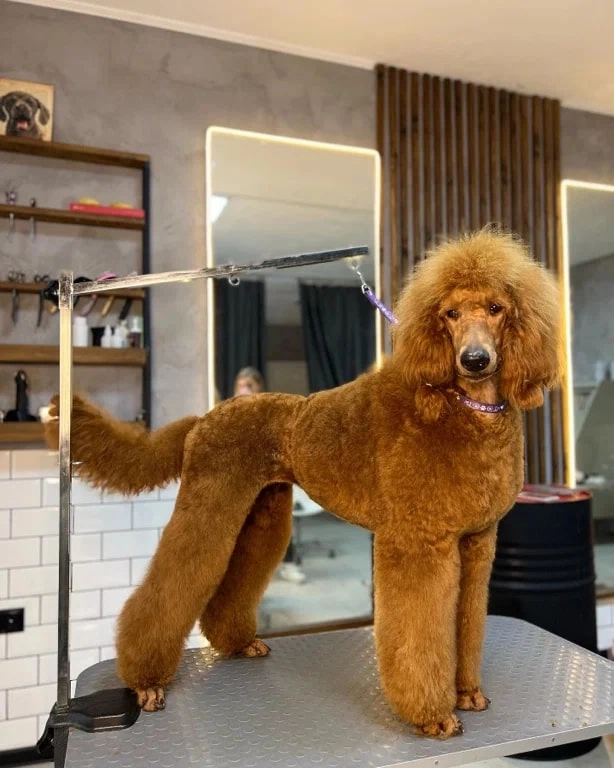 Зоосалон The Pet Loft в Ростове-на-Дону: Зоосалон, Животные,