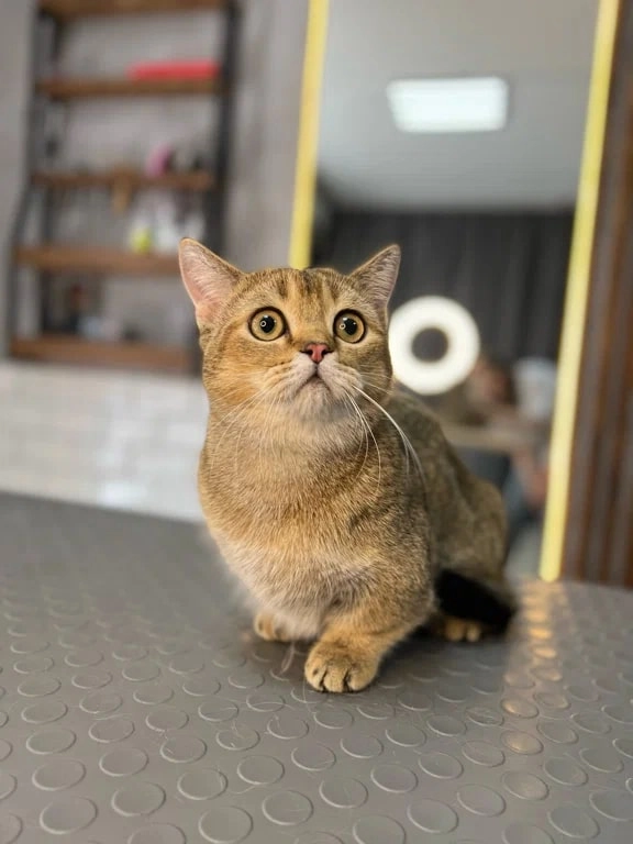 Зоосалон The Pet Loft в Ростове-на-Дону: Зоосалон, Животные,