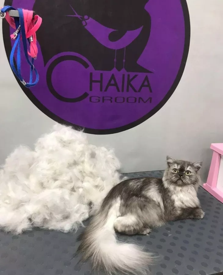 Зоосалон Chaika Groom в Ростове-на-Дону: Зоосалон, Зоопарикмахерская,