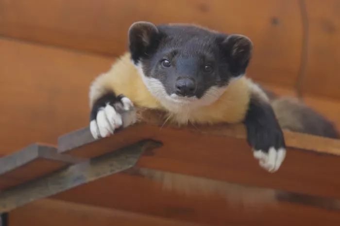 Ленинградский зоопарк