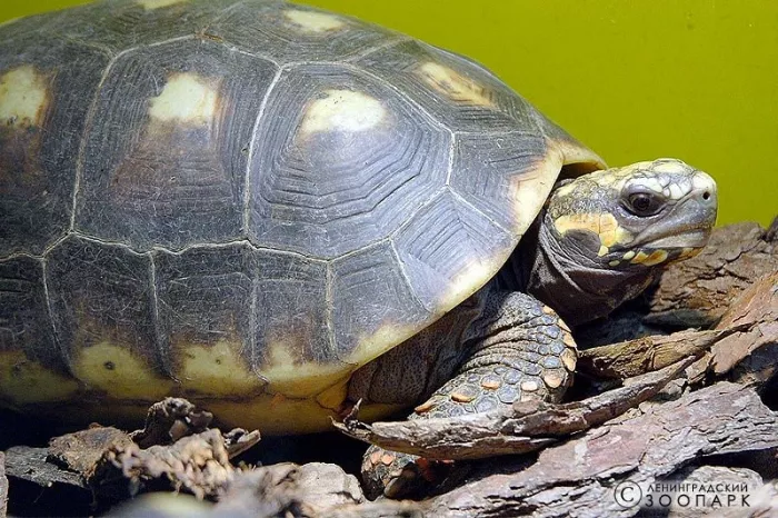 Ленинградский зоопарк