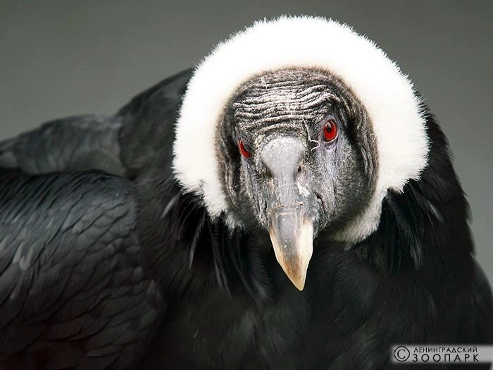 Ленинградский зоопарк