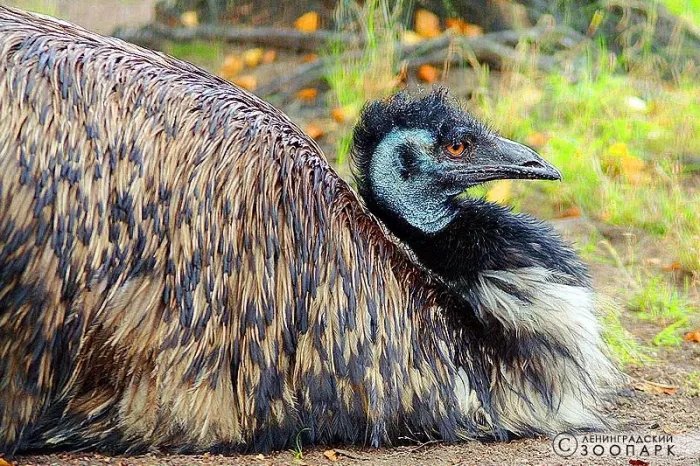 Ленинградский зоопарк